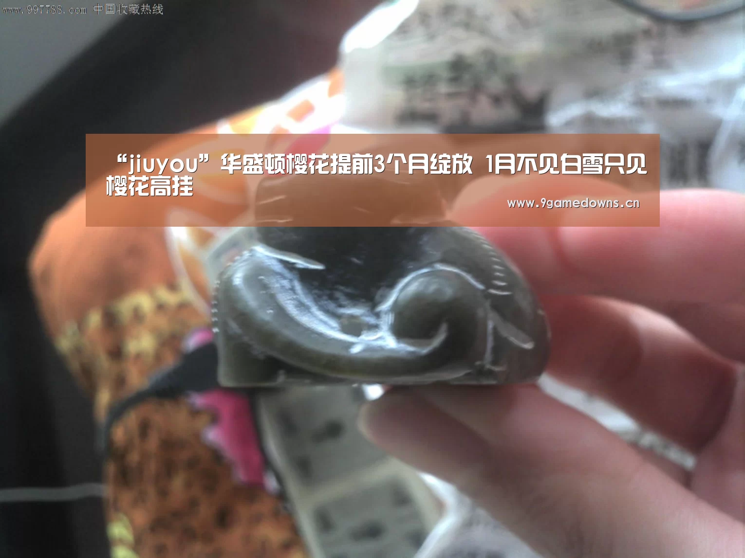 “jiuyou”华盛顿樱花提前3个月绽放 1月不见白雪只见樱花高挂
